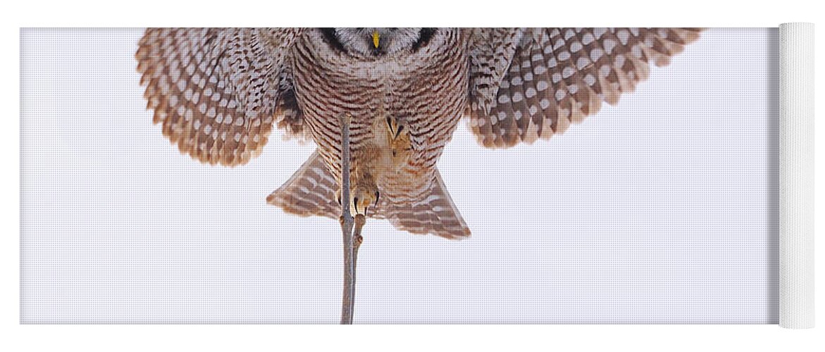 Northern Hawk-owl Yoga Mat featuring the photograph Balance by Tony Beck