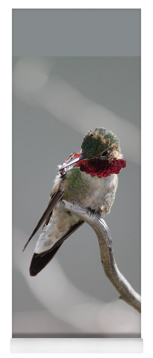 Hummingbird Yoga Mat featuring the photograph Balancing Act by Shane Bechler