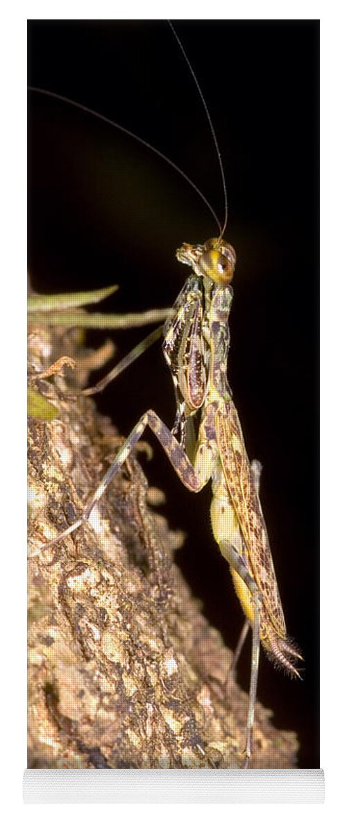 Nature Yoga Mat featuring the photograph Bark Mantid by Dante Fenolio