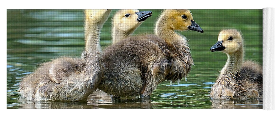 Canada Geese Yoga Mat featuring the photograph Bath Time by Craig Leaper