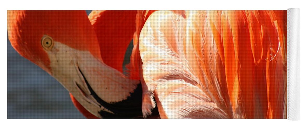 Flamingo Yoga Mat featuring the photograph Beautiful Bird by Kim Galluzzo Wozniak