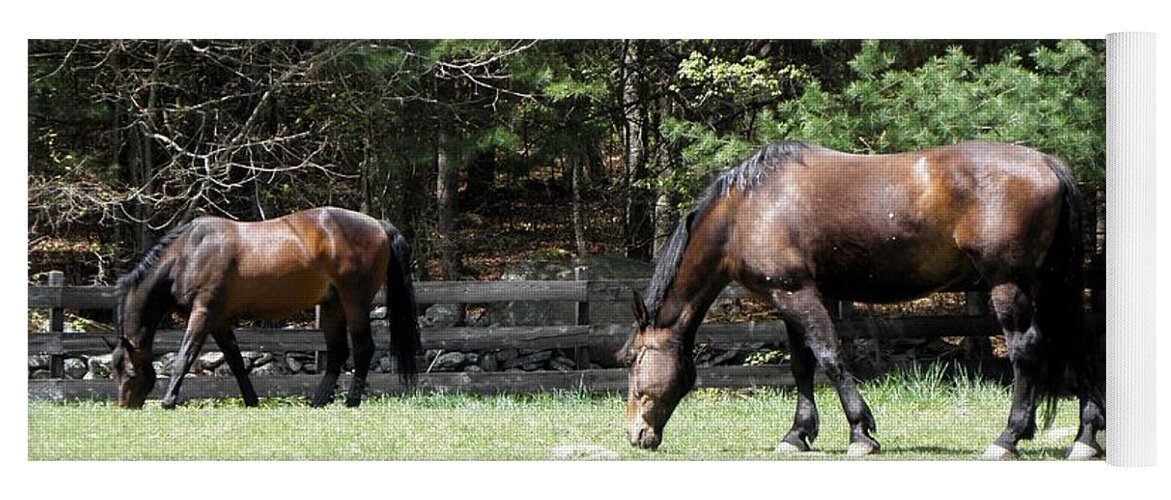 Horse Photography Yoga Mat featuring the photograph Beautiful Geldings Grazing by Kim Galluzzo