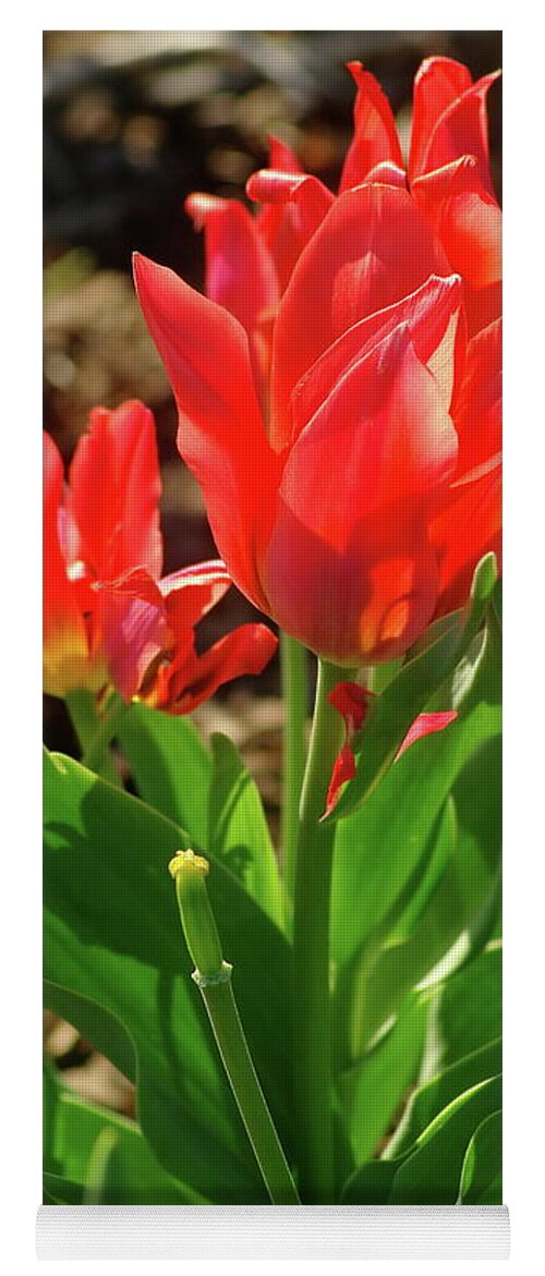 Red Tulip Yoga Mat featuring the photograph Beauty In Red by Dariusz Gudowicz