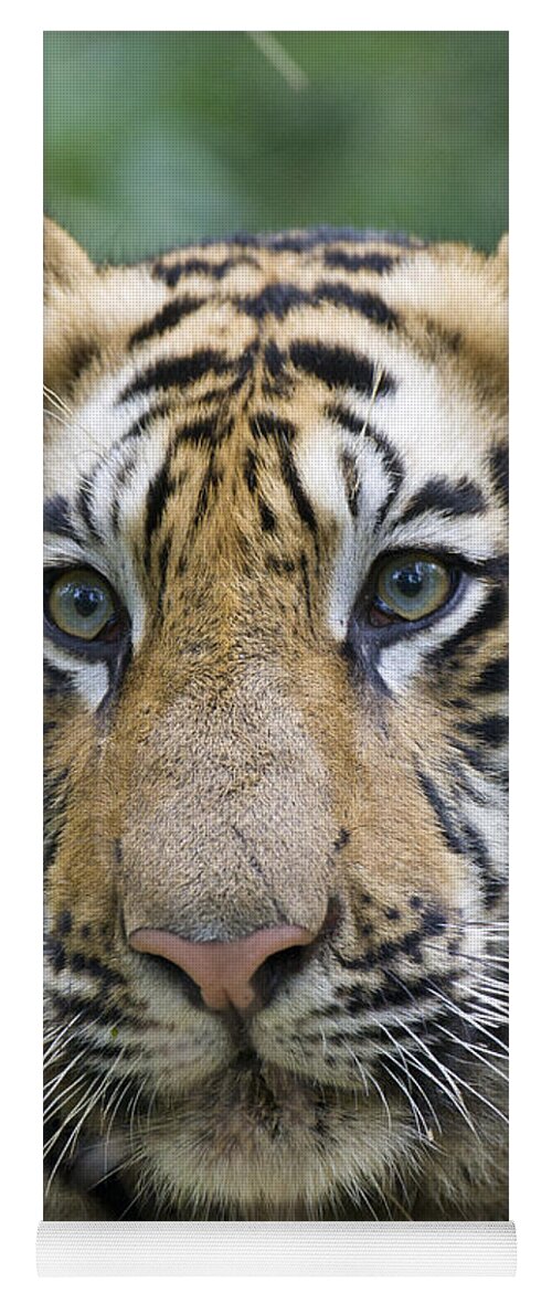 00451356 Yoga Mat featuring the photograph Bengal Tiger 1.5 Year Old Cub by Suzi Eszterhas