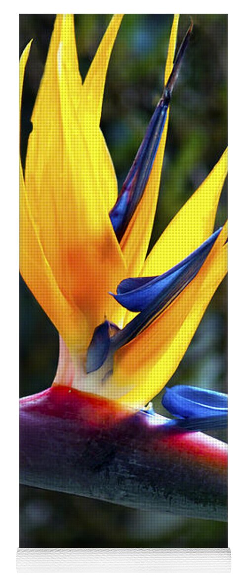Fine Art Photography Yoga Mat featuring the photograph Bird of Paradise by Patricia Griffin Brett