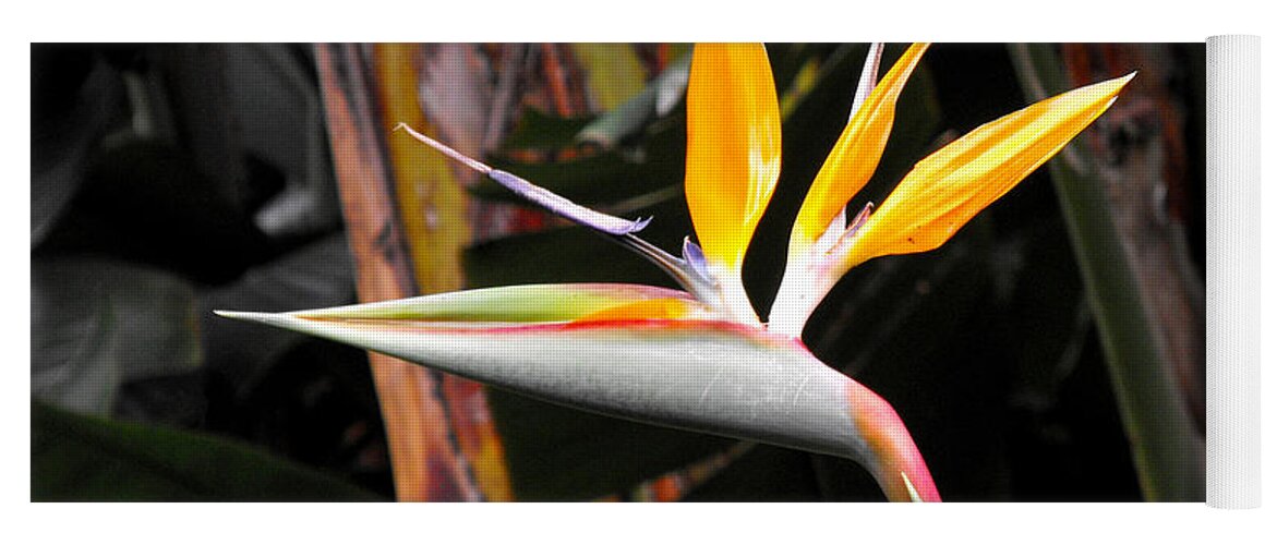 Bird Of Paradise Yoga Mat featuring the photograph Bird of Paradise by Rebecca Margraf