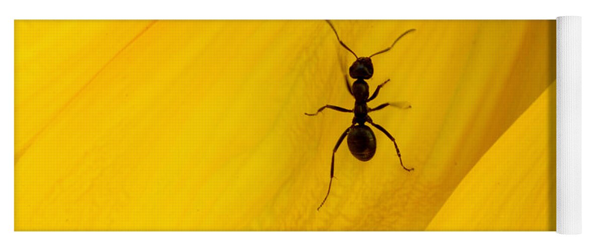 Black Yoga Mat featuring the photograph Black Ant On Sunflower Petal by Bob Christopher