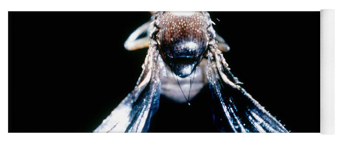 Macro Photo Yoga Mat featuring the photograph Black Curved Drosophila by Science Source