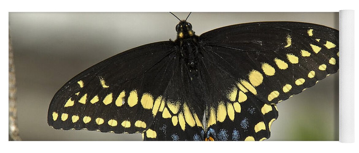 Insect Yoga Mat featuring the photograph Black Swallowtail DIN103 by Gerry Gantt