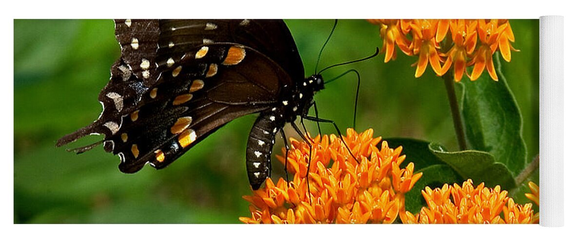 Insect Yoga Mat featuring the photograph Black Swallowtail Visiting Butterfly Weed DIN012 by Gerry Gantt