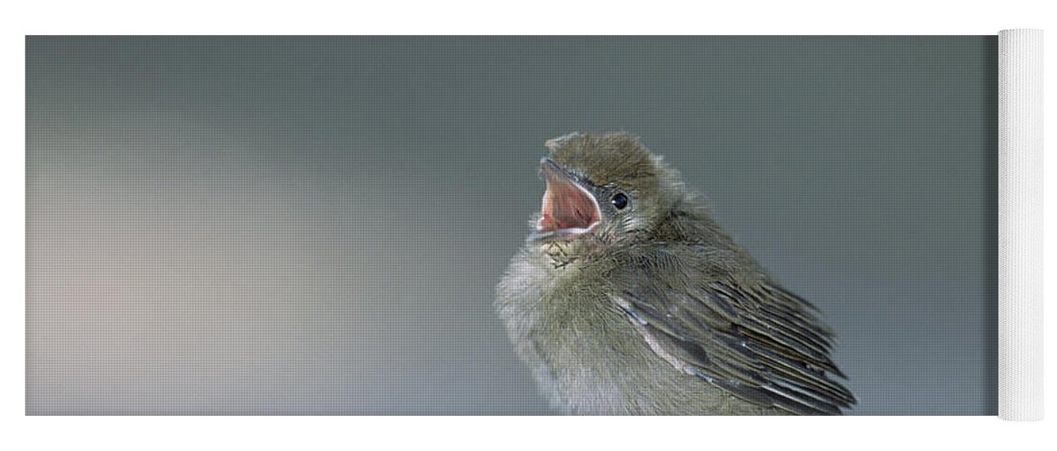 Mp Yoga Mat featuring the photograph Blackcap Sylvia Atricapilla Chick by Konrad Wothe