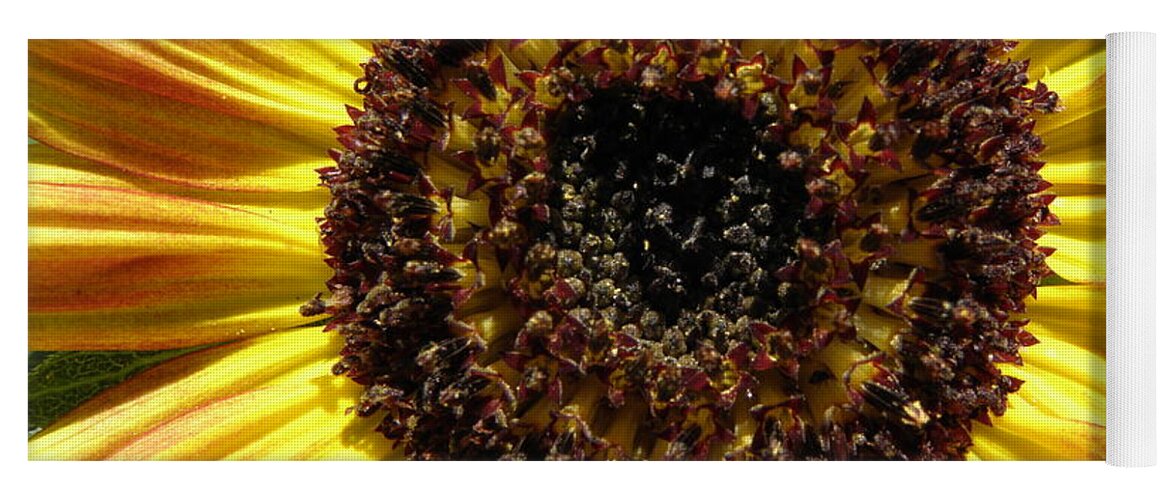 Sunflower Yoga Mat featuring the photograph Blazing SUN by Kim Galluzzo
