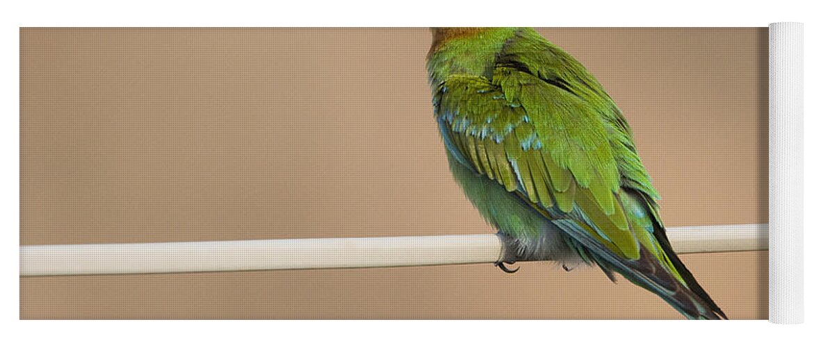 00481394 Yoga Mat featuring the photograph Blue Cheeked Bee Eater Hawf Protected by Sebastian Kennerknecht