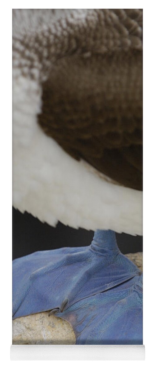 Mp Yoga Mat featuring the photograph Blue-footed Booby Sula Nebouxii by Pete Oxford