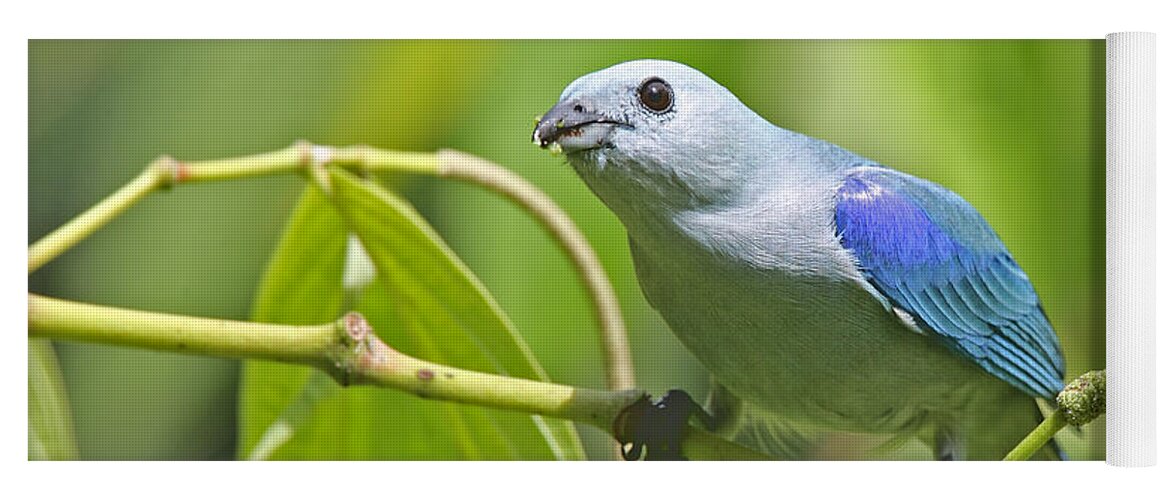 Animal Yoga Mat featuring the photograph Blue-grey Tanager by Jean-Luc Baron