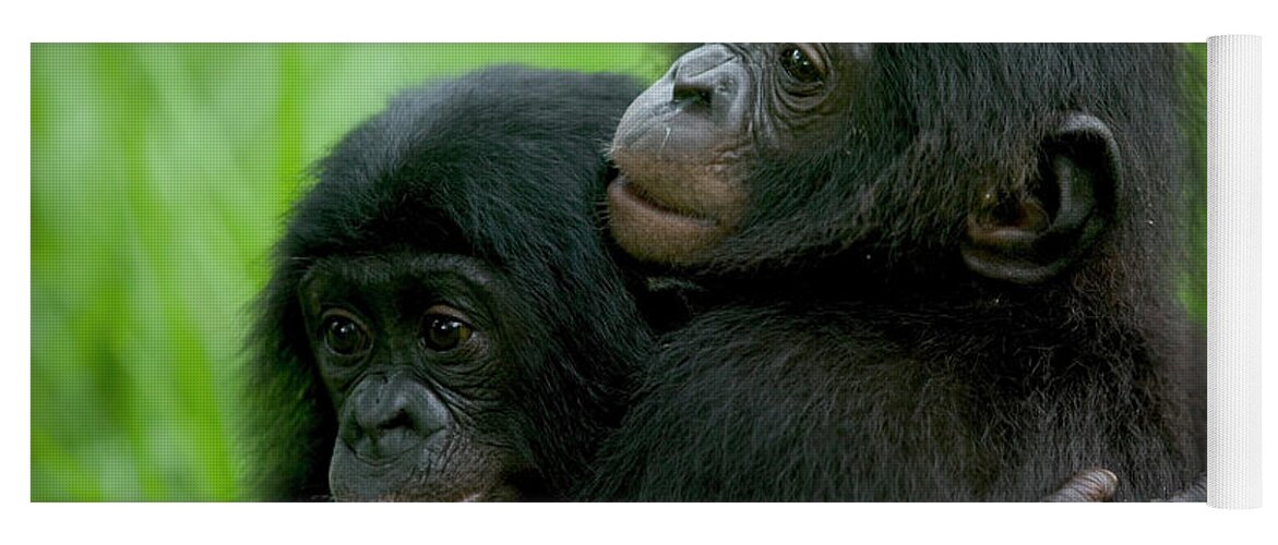 Mp Yoga Mat featuring the photograph Bonobo Pan Paniscus Pair Of Orphans by Cyril Ruoso