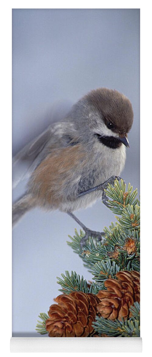 Mp Yoga Mat featuring the photograph Boreal Chickadee Parus Hudsonicus by Michael Quinton