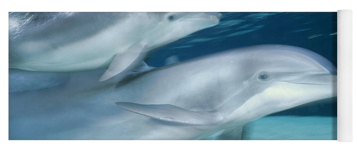 00086163 Yoga Mat featuring the photograph Bottlenose Dolphin Mother And Young by Flip Nicklin