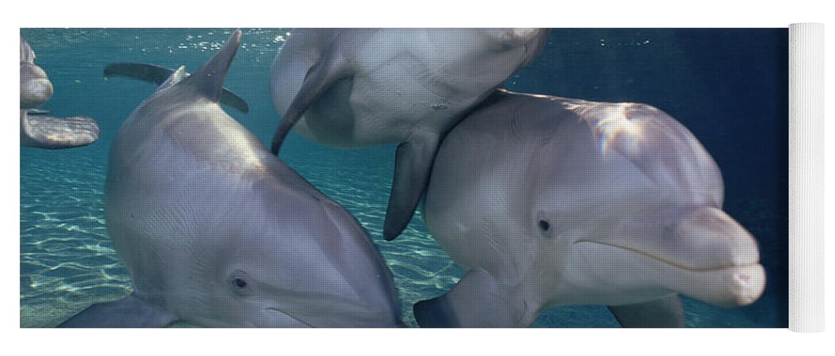 Mp Yoga Mat featuring the photograph Bottlenose Dolphin Trio Hawaii by Flip Nicklin