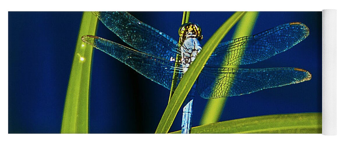 Heron Haven Yoga Mat featuring the photograph Brilliant Dragon Fly by Ed Peterson