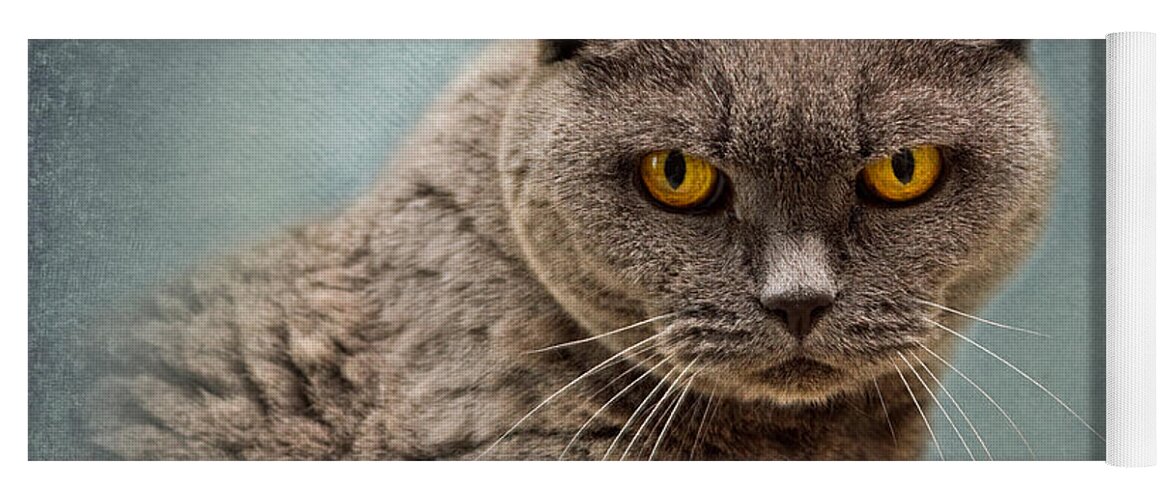 Cat Yoga Mat featuring the photograph British Blue Shorthaired Cat by Louise Heusinkveld