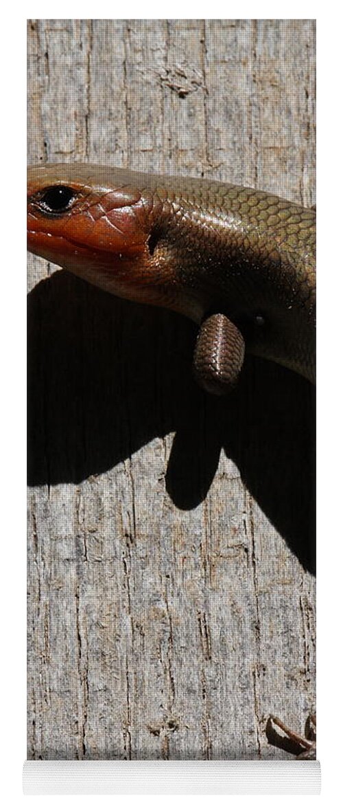 Broad-headed Skink Yoga Mat featuring the photograph Broad-headed Skink On Barn by Daniel Reed