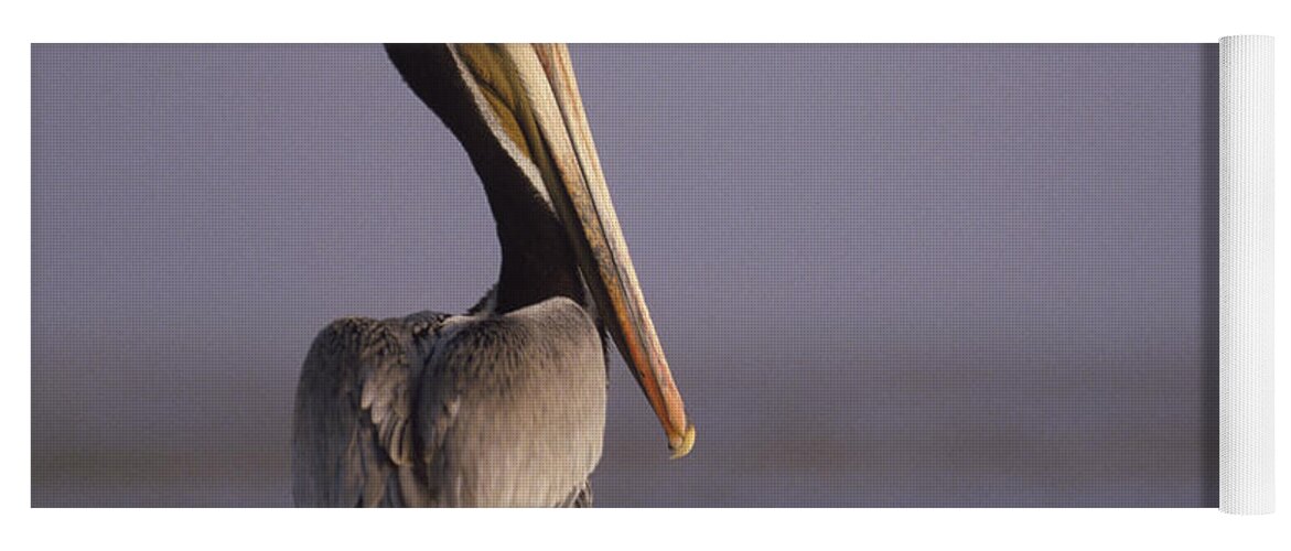 00170352 Yoga Mat featuring the photograph Brown Pelican Adult Portrait Texas by Tim Fitzharris