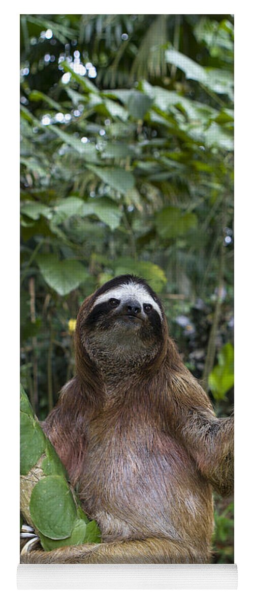Mp Yoga Mat featuring the photograph Brown Throated Three Toed Sloth Male by Suzi Eszterhas