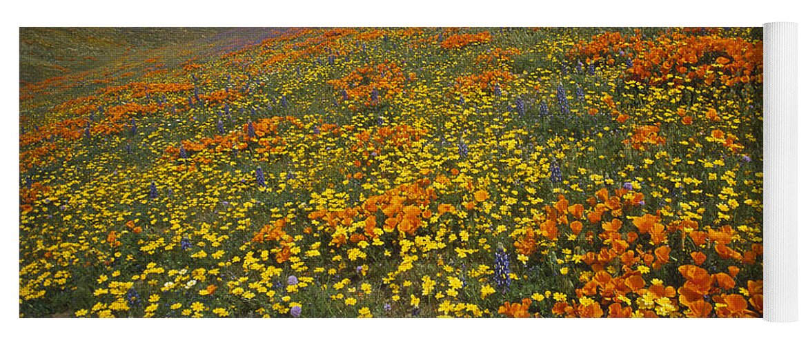 00170936 Yoga Mat featuring the photograph California Poppy And Lupine by Tim Fitzharris