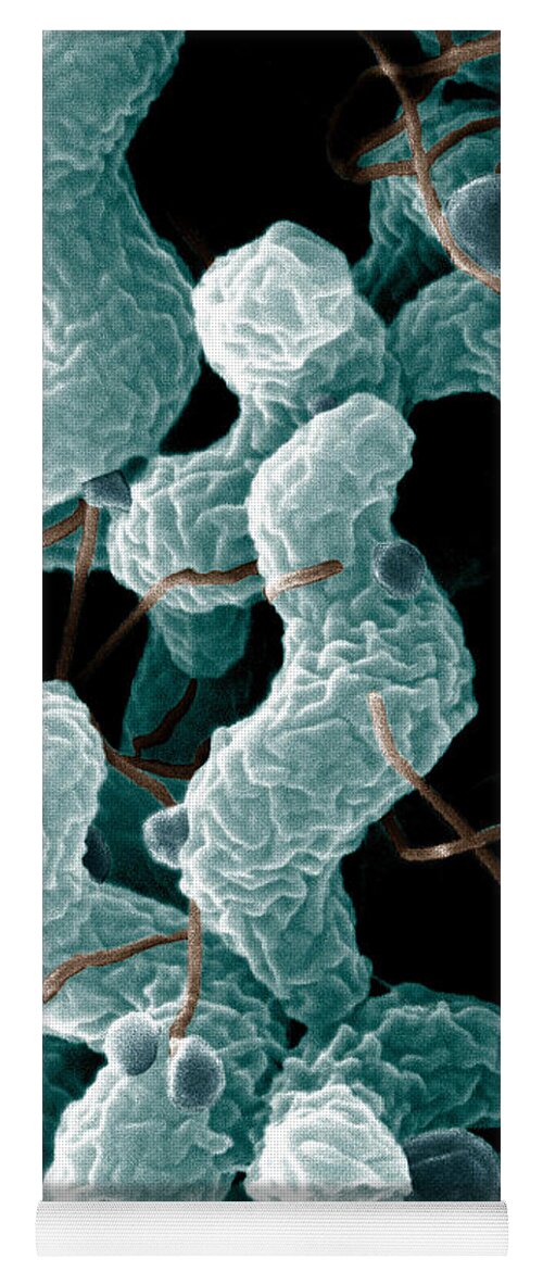 Campylobacter Bacteria Yoga Mat featuring the photograph Campylobacter Bacteria by Science Source