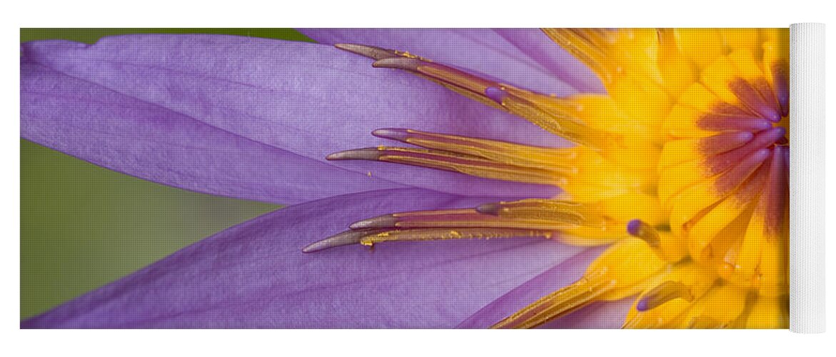 Flora Yoga Mat featuring the photograph Cape Blue Waterlily Nymphaea Capensis by Ted Kinsman