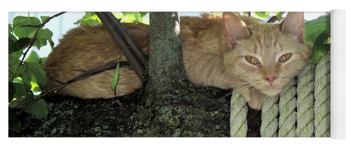 Tree Yoga Mat featuring the photograph Catnap Time by Thomas Woolworth