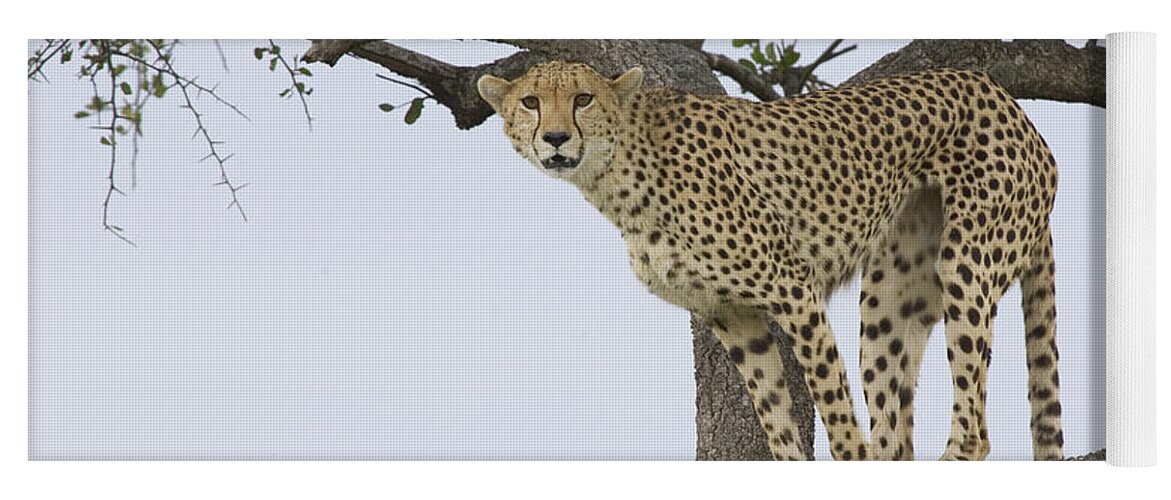 00761128 Yoga Mat featuring the photograph Cheetah Acinonyx Jubatus Female by Suzi Eszterhas