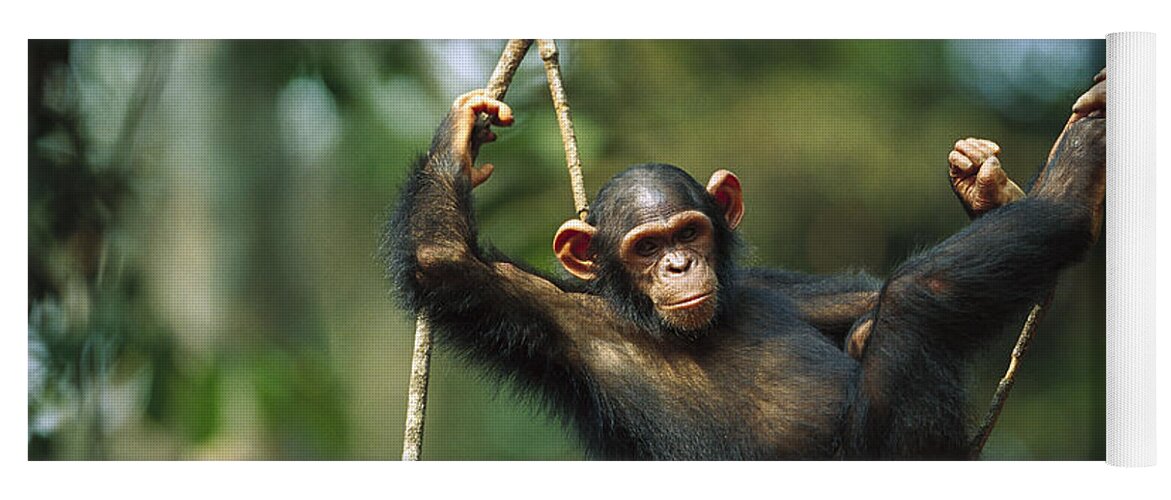 Mp Yoga Mat featuring the photograph Chimpanzee Pan Troglodytes Resting by Cyril Ruoso