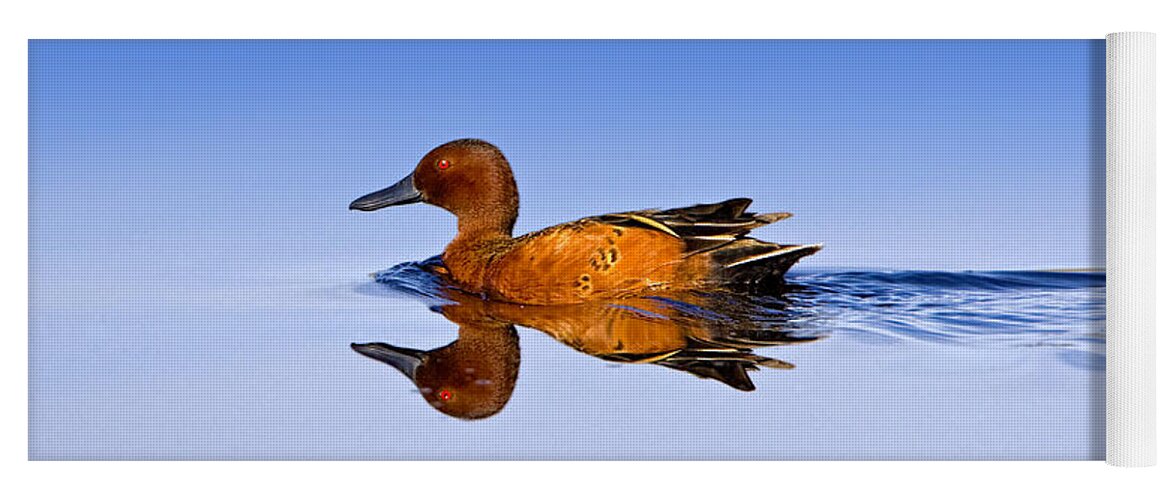 Duck Yoga Mat featuring the photograph Cinnamon Teal Male by Fred J Lord
