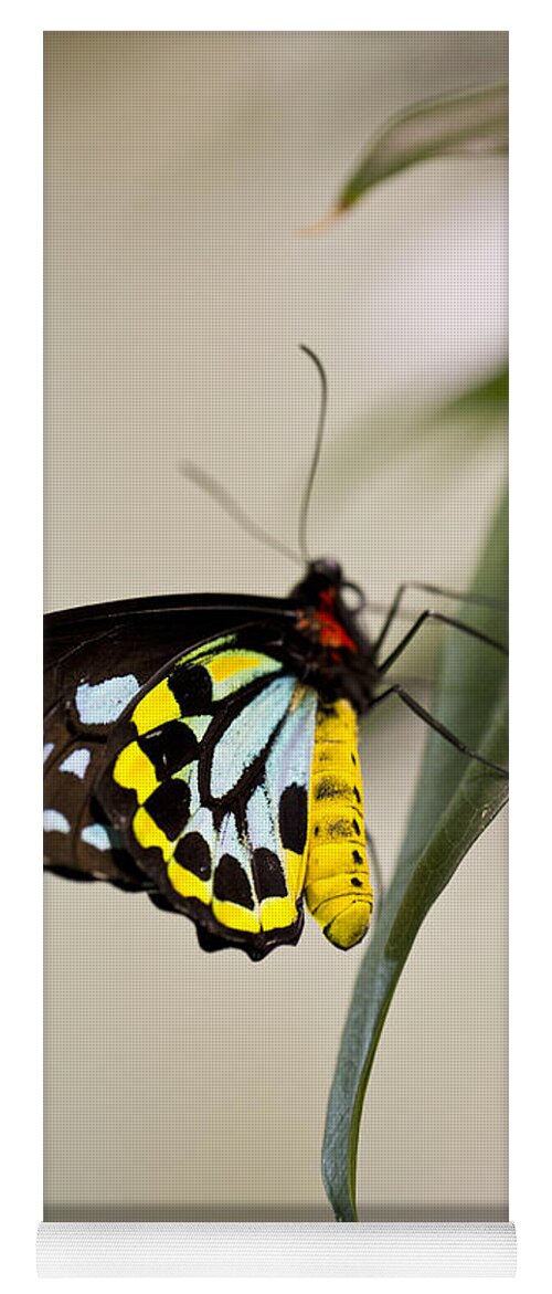 Butterfly Yoga Mat featuring the photograph Colorful Lady by Leslie Leda
