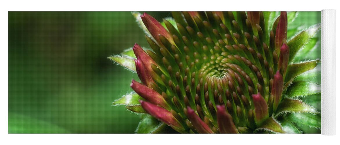 Macro Yoga Mat featuring the photograph Coneflower Close-Up by Lori Coleman
