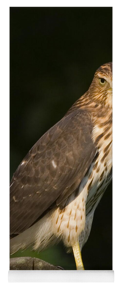 Hawk Yoga Mat featuring the photograph Coopers Hawk by Frank Winters