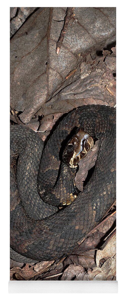 Agkistrodon Piscivorus Yoga Mat featuring the photograph Cottonmouth by Daniel Reed