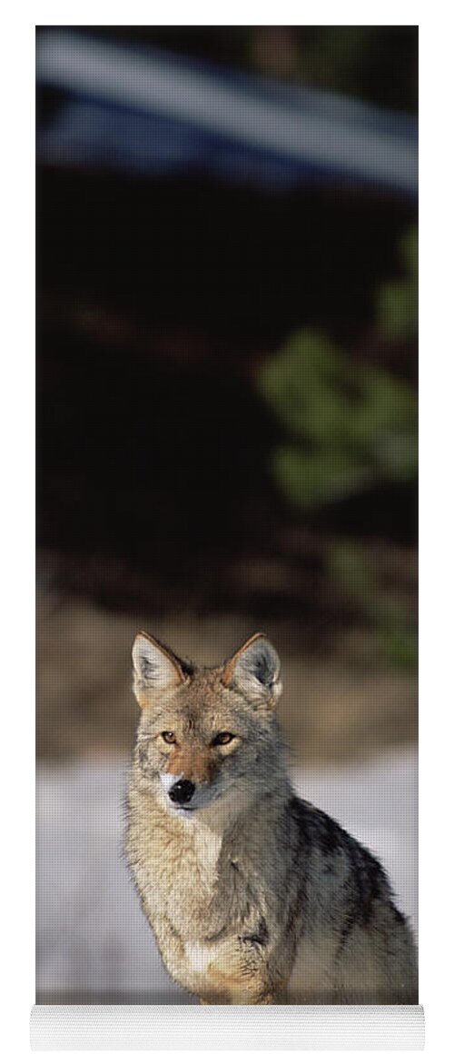 Mp Yoga Mat featuring the photograph Coyote Canis Latrans Portrait by Konrad Wothe