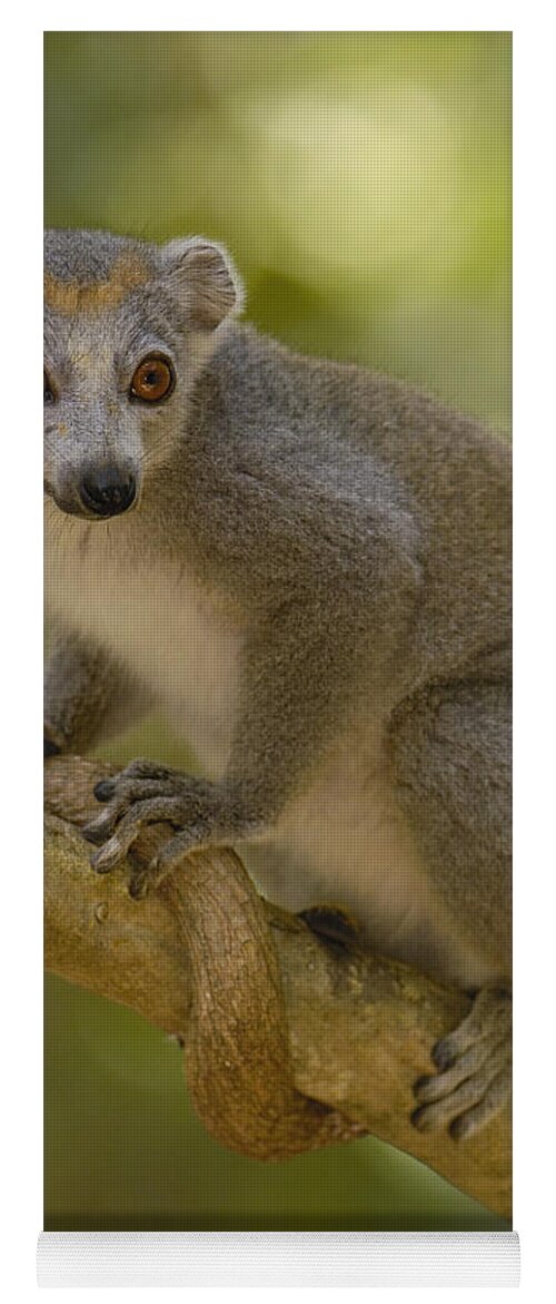 Mp Yoga Mat featuring the photograph Crowned Lemur Eulemur Coronatus Female by Pete Oxford