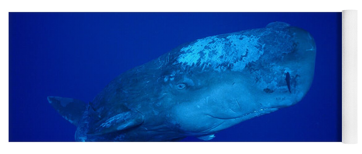 00106892 Yoga Mat featuring the photograph Curious Sperm Whale Calf Dominica by Flip Nicklin