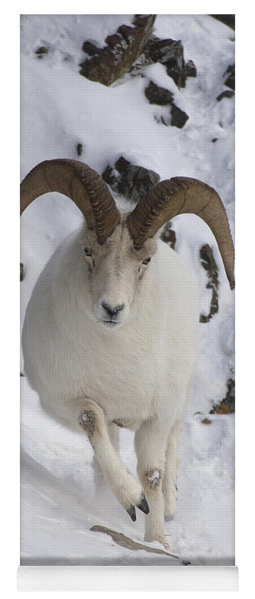 Mp Yoga Mat featuring the photograph Dall Sheep Ovis Dalli Ram, Yukon by Michael Quinton