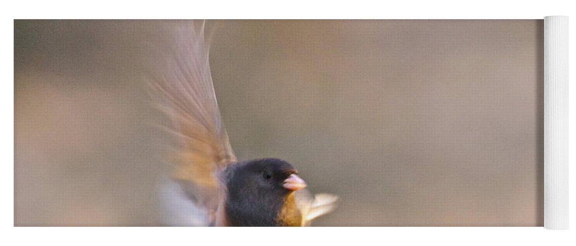 Photography Yoga Mat featuring the photograph Dark-eyed Junco Taking Flight by Sean Griffin