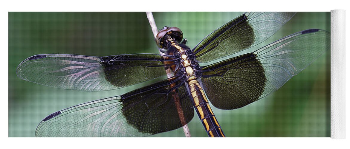 Insect Yoga Mat featuring the photograph Dragonfly by Daniel Reed