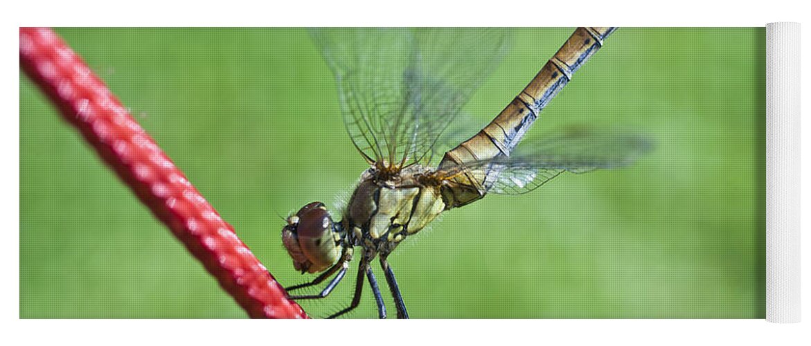 Nature Yoga Mat featuring the photograph Dragonfly on a String by Heiko Koehrer-Wagner