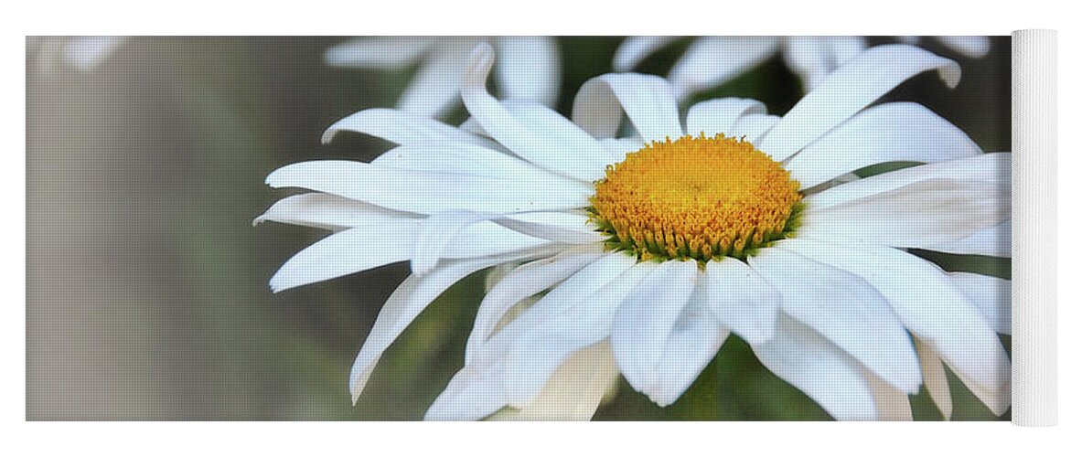 White Daisy Yoga Mat featuring the photograph Dreamy Daisies by Peg Runyan
