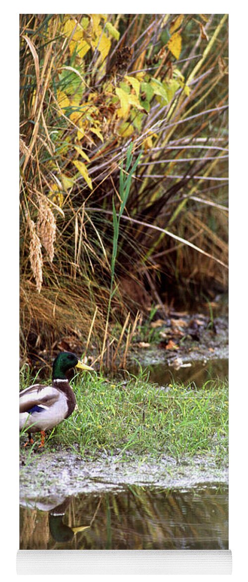 Duck Yoga Mat featuring the photograph Duck In Wetland by Science Source