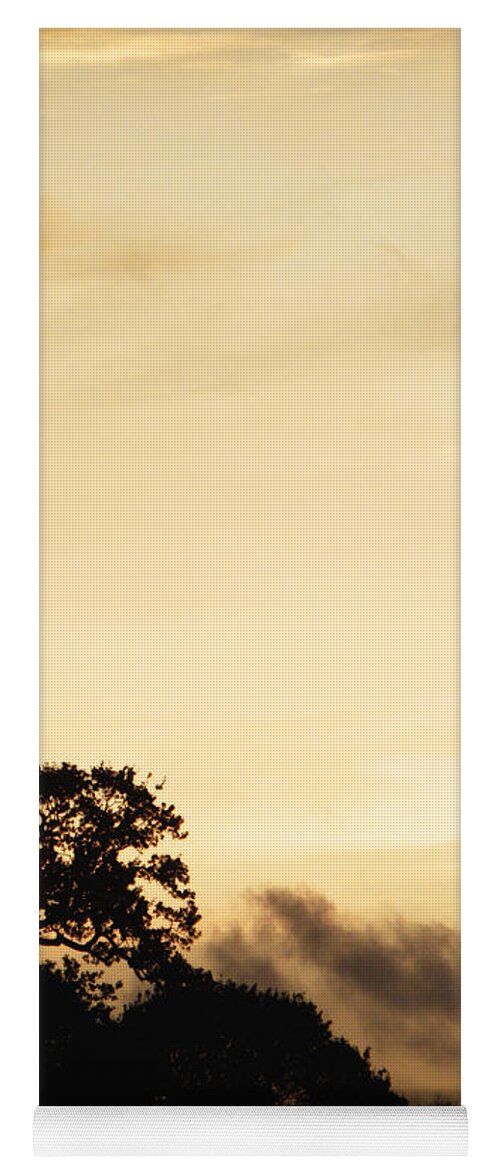 Dusk Yoga Mat featuring the photograph Dusk forest by Pixel Chimp