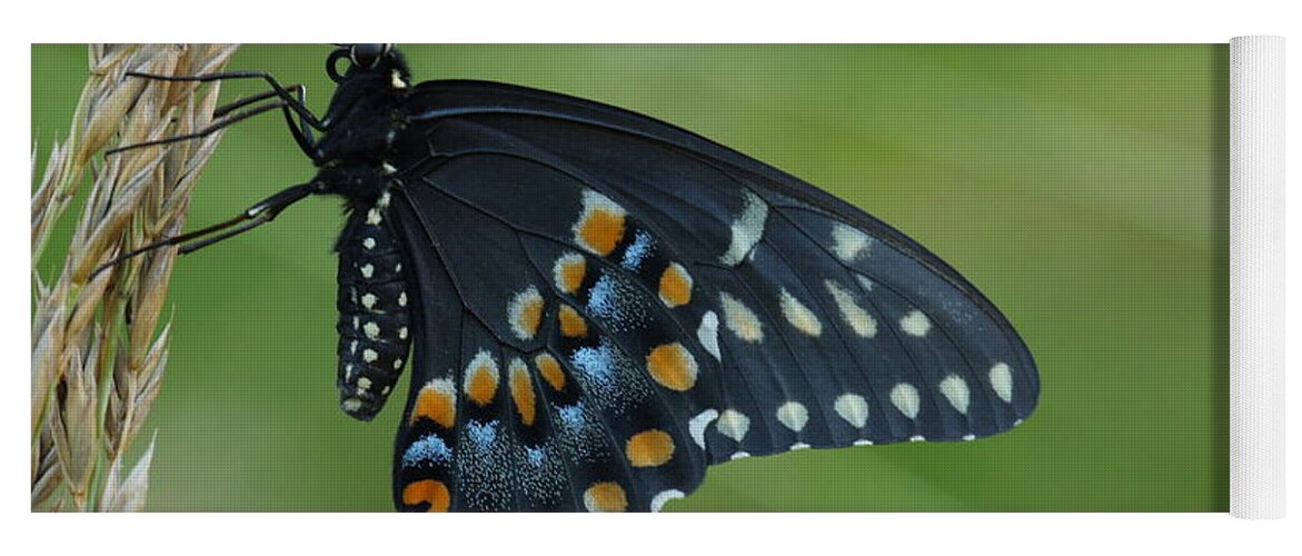 Papilio Polyxenes Yoga Mat featuring the photograph Eastern Black Swallowtail Butterfly by Daniel Reed